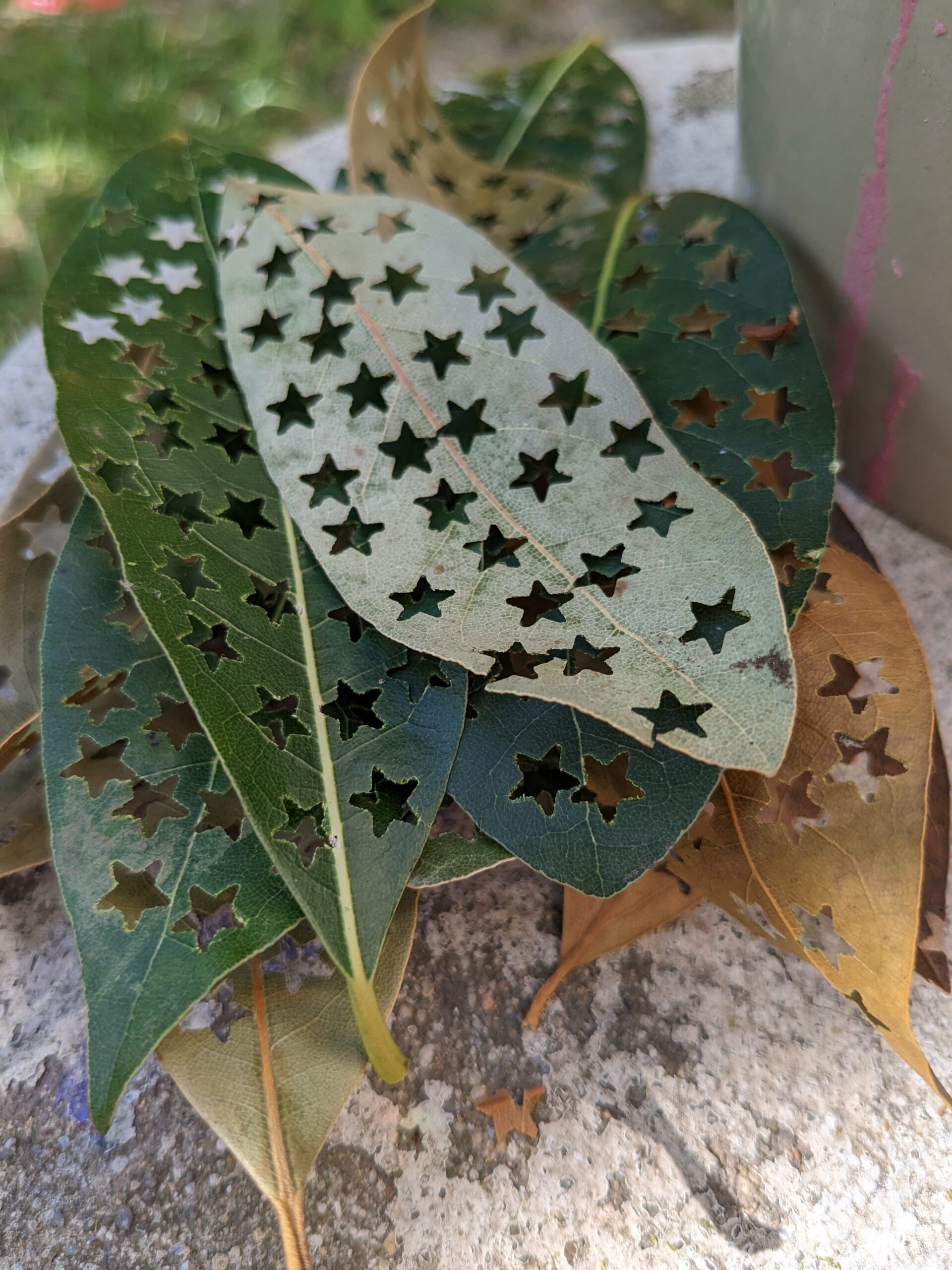 paillettes et confettis de feuilles